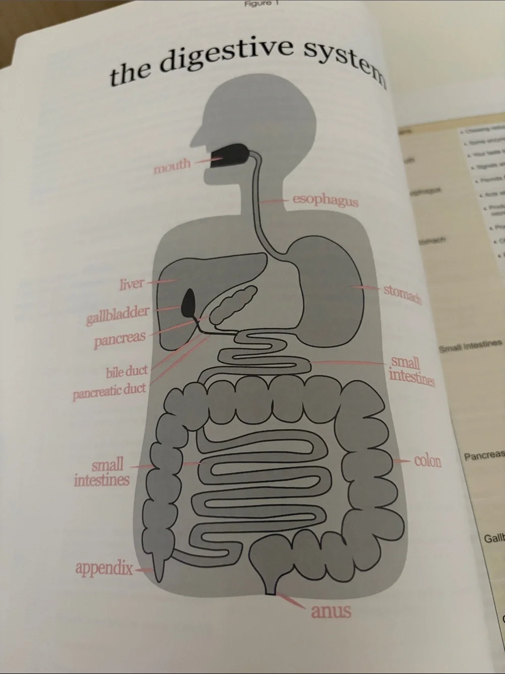 Digestive Health with Real Food